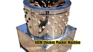 XDEM آلة ناتف الدجاج التجارية 60 برميل من الفولاذ المقاوم للصدأ آلة إزالة شعر الدواجن لبط الدجاج