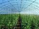 الهيكل الصلب الخفيف الجاهز للدفيئة الزراعية النباتية Q235 ISO9001