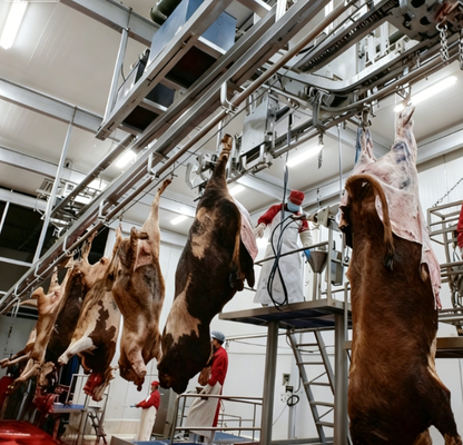 Slaughtering Equipment Stainless Steel PLC Control Automatic Conveying Slaughter Line For Efficient Animal Meat Processing CE Certified